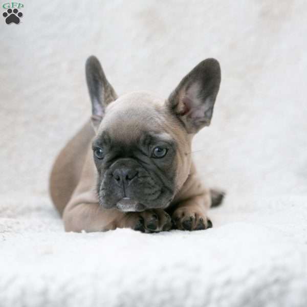 Karis, French Bulldog Puppy